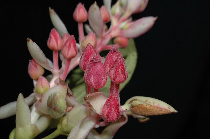 Ericaceae Gaultheria erecta