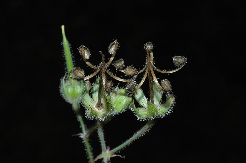 Geraniaceae Geranium guatemalense