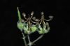 image of Geranium guatemalense