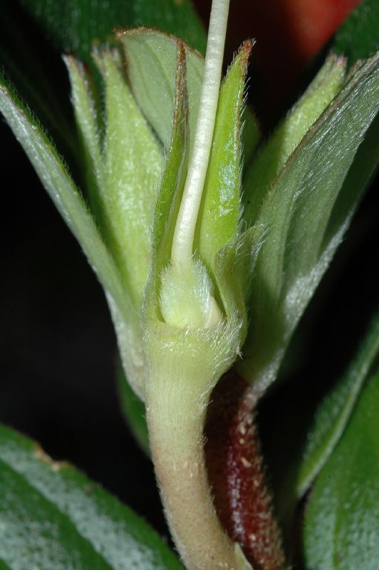 Gesneriaceae Columnea lepidocaulis