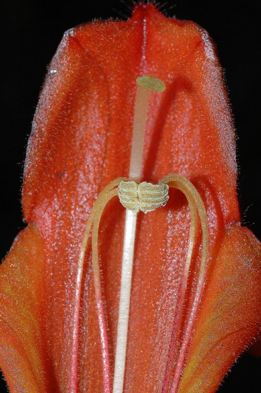 Gesneriaceae Columnea lepidocaulis