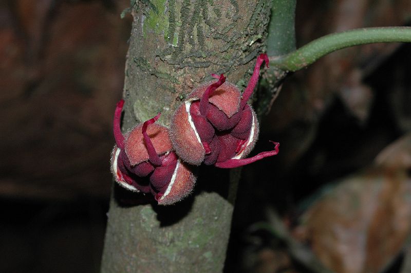 Byttneriaceae Herrania purpurea