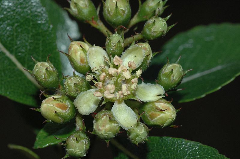 Rosaceae Hesperomeles heterophylla
