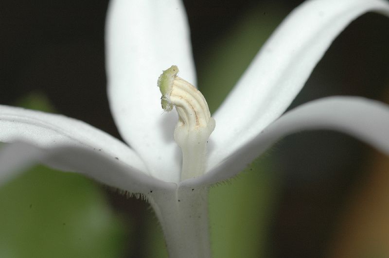 Campanulaceae Hippobroma longiflora