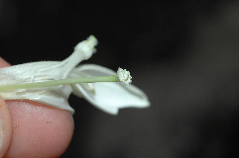 Campanulaceae Hippobroma longiflora
