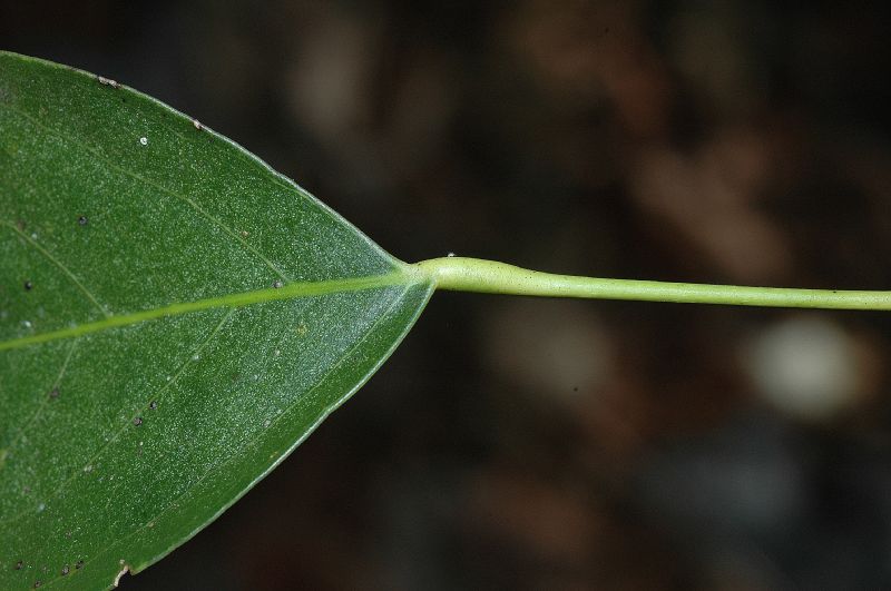 Menispermaceae Hyperbaena tonduzii