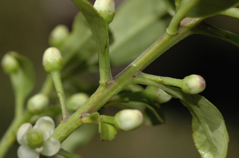 Aquifoliaceae Ilex 