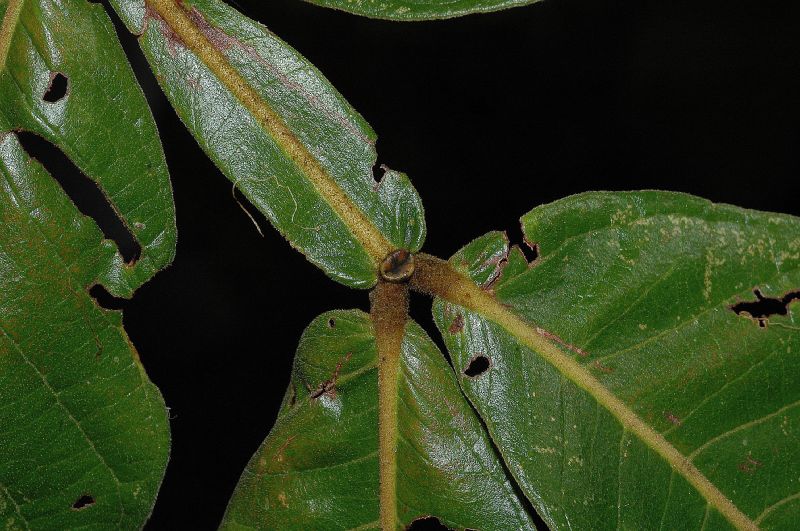 Fabaceae Inga spectabilis