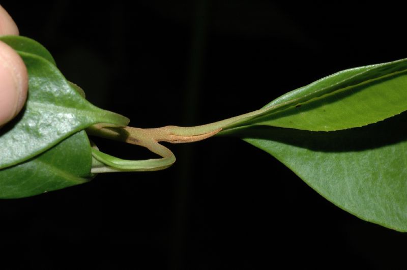 Primulaceae Parathesis 