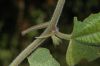 image of Passiflora sexflora