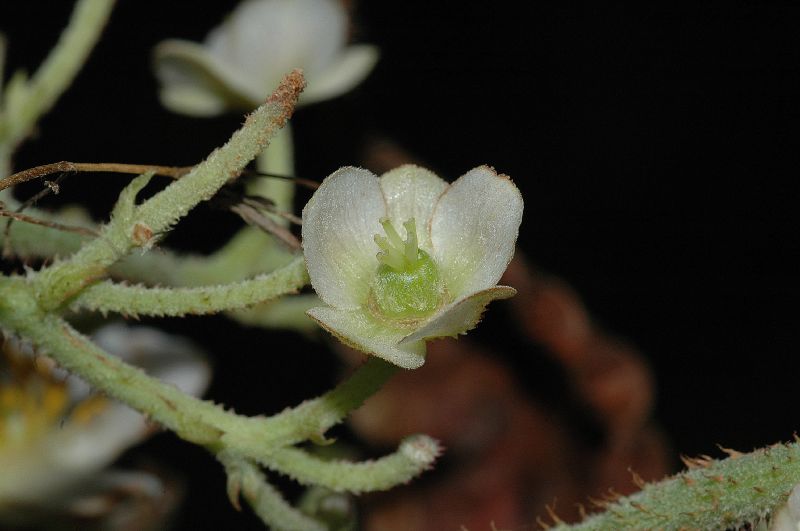 Actinidiaceae Saurauia montana