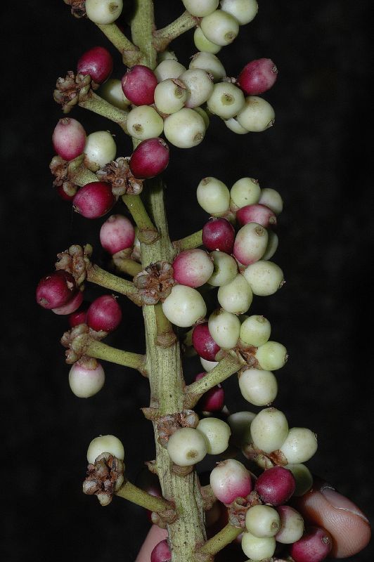 Araliaceae Schefflera 