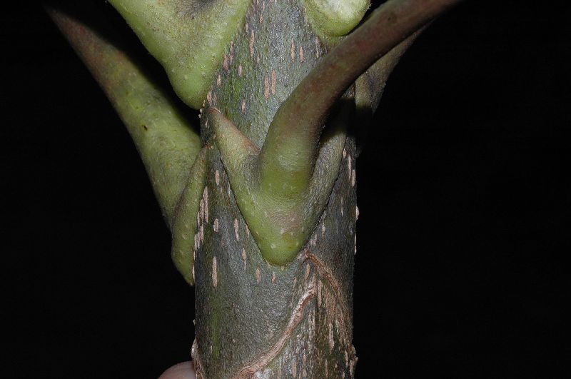 Araliaceae Schefflera 