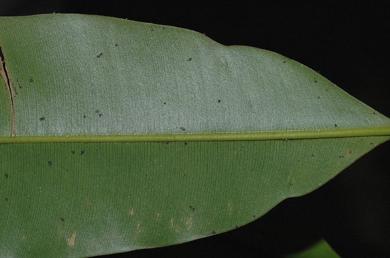 Clusiaceae Symphonia globulifera