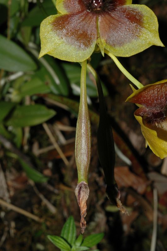 Orchidaceae Telipogon 