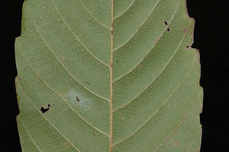 Dilleniaceae Tetracera volubilis