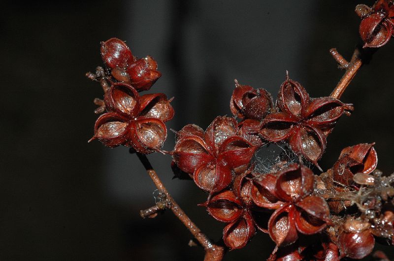 Dilleniaceae Tetracera volubilis