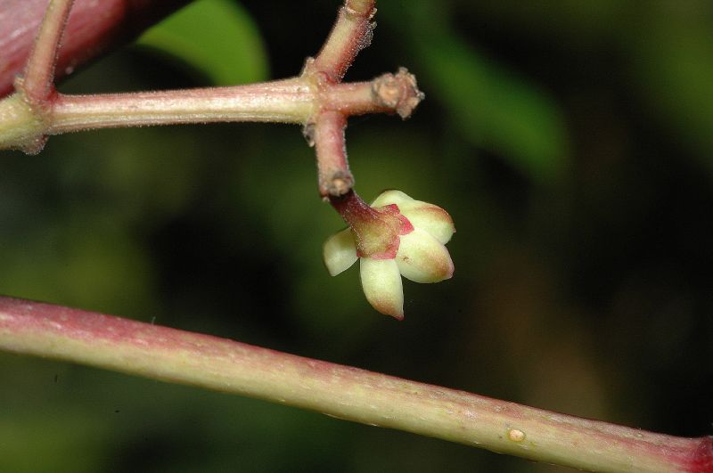 Rutaceae Zanthoxylum melanostictum