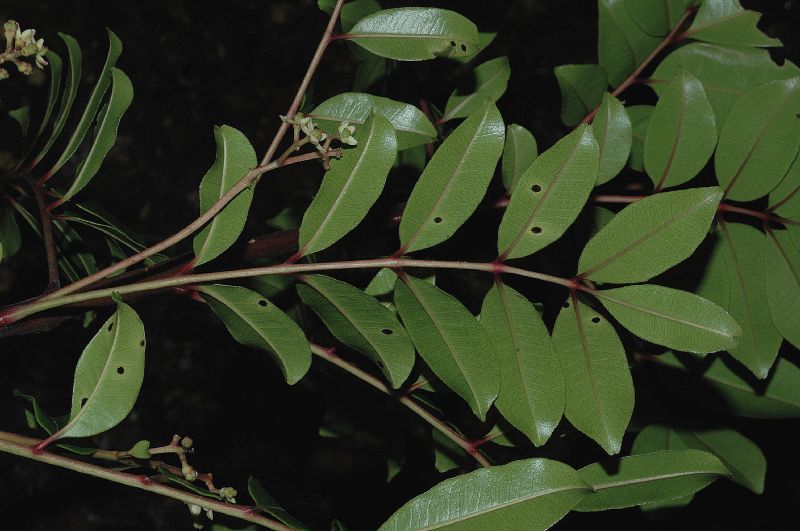 Rutaceae Zanthoxylum melanostictum