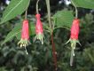 image of Fuchsia splendens