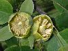 image of Liriodendron chinense