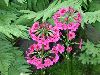 image of Primula japonica