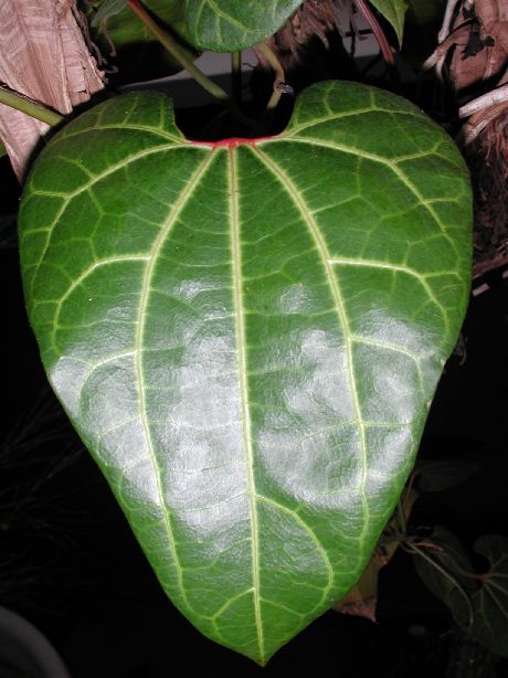 Aristolochiaceae Aristolochia leuconeura