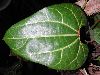 image of Aristolochia leuconeura