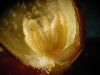 image of Aristolochia leuconeura