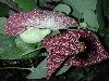 image of Aristolochia macrophylla