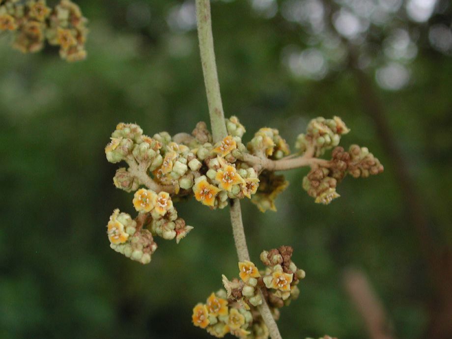 Scrophulariaceae Buddleja cordata