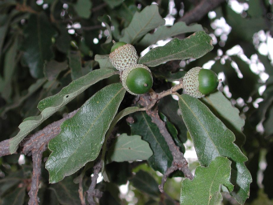 Fagaceae Quercus deserticola