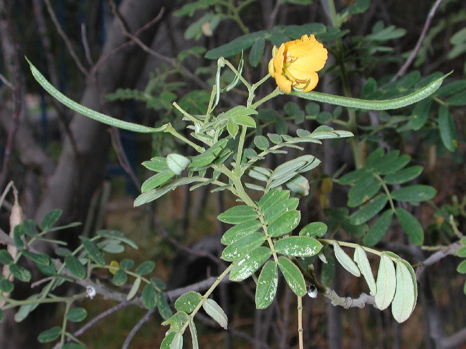 Fabaceae Senna multiglandulosa