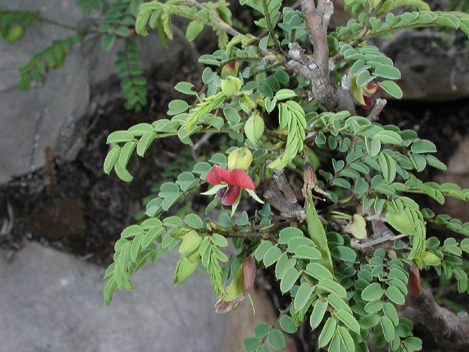 Fabaceae Brongniartia foliolosa