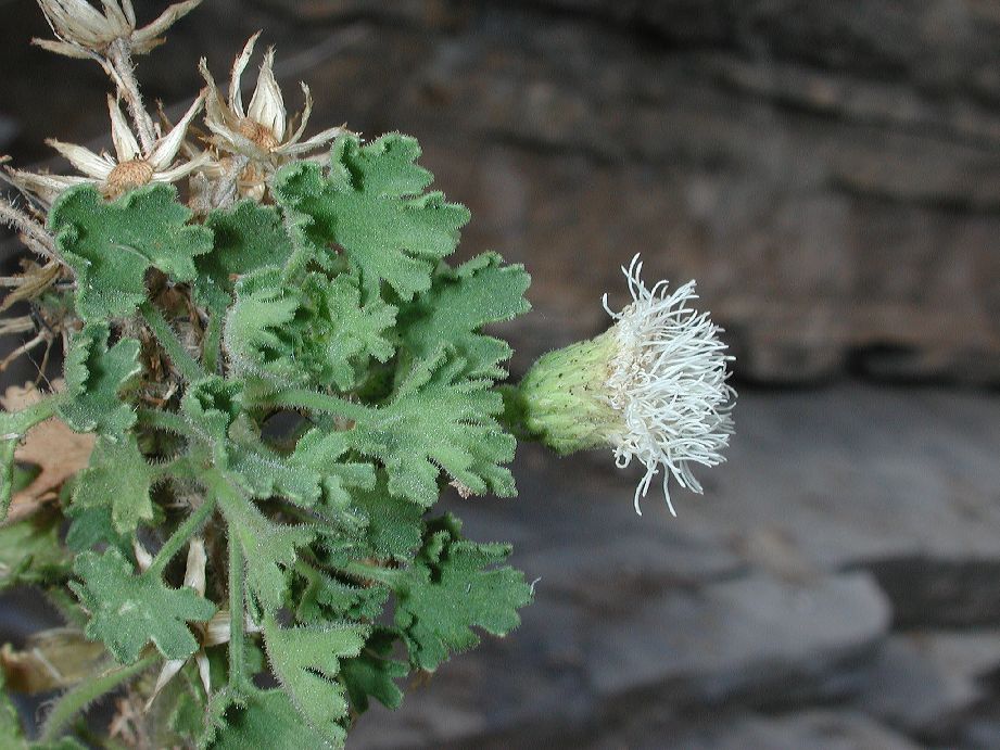 Asteraceae Hofmeisteria malvaefolia