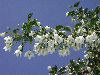image of Styrax japonicus