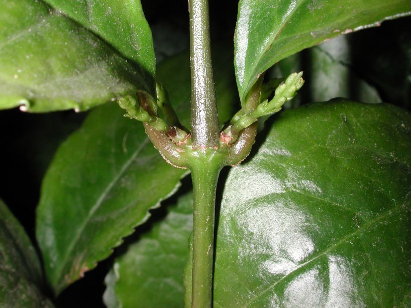 Chloranthaceae Chloranthus spicatus
