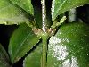 image of Chloranthus spicatus