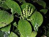 image of Chloranthus spicatus