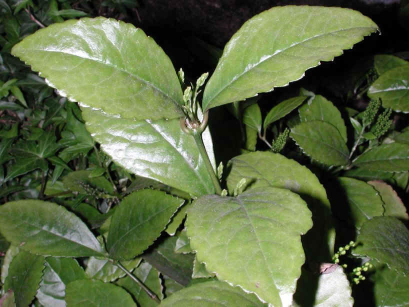 Chloranthaceae Chloranthus spicatus