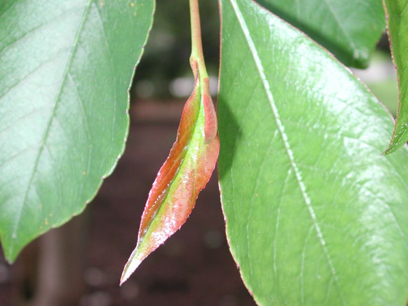 Theaceae Stewartia sinensis