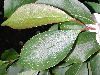 image of Stewartia sinensis