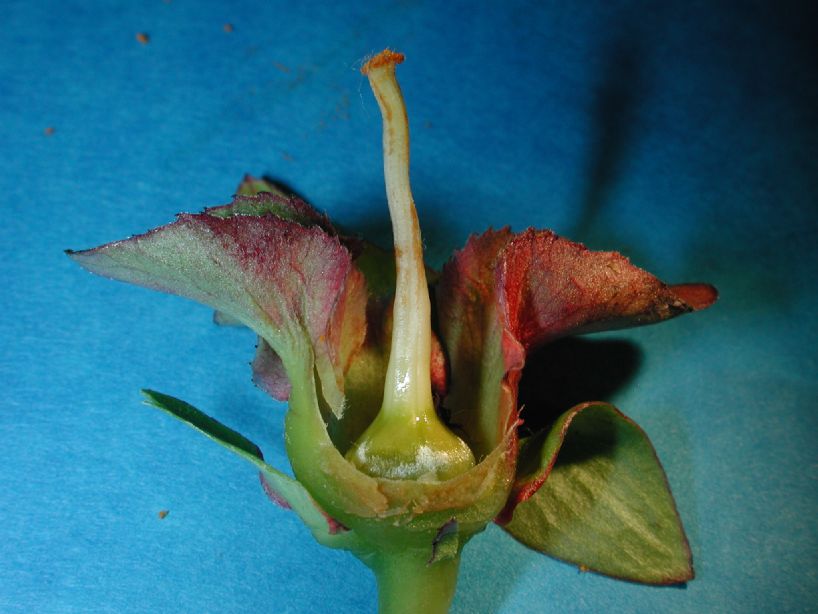 Theaceae Stewartia sinensis