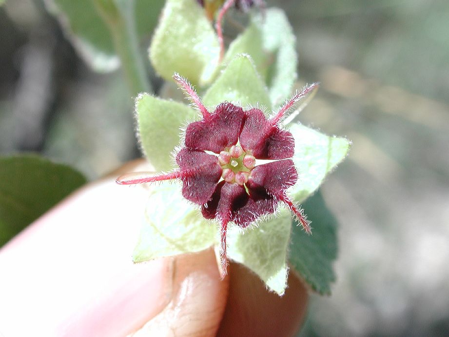 Byttneriaceae Ayenia fruticosa