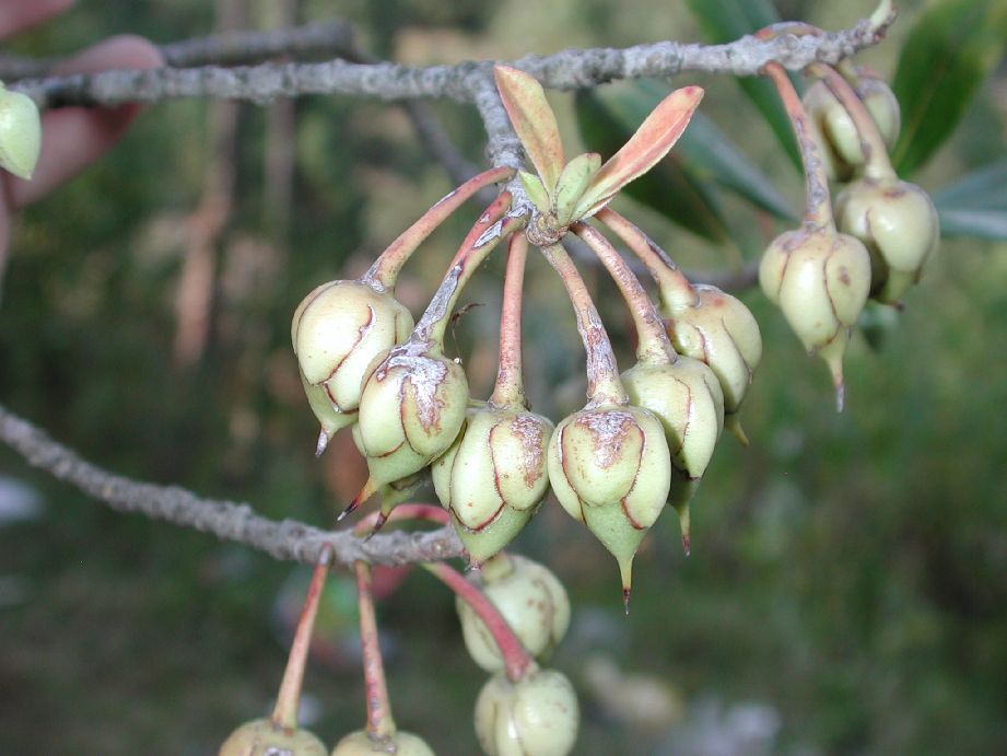 Pentaphylacaceae Ternstroemia tepezapote
