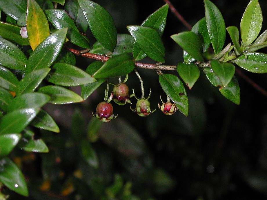 Myrtaceae Ugni myricoides