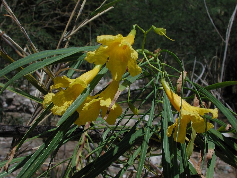 Bignoniaceae Astianthus viminalis