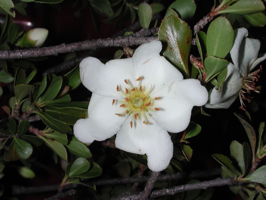 Rosaceae Lindleya mespelioides