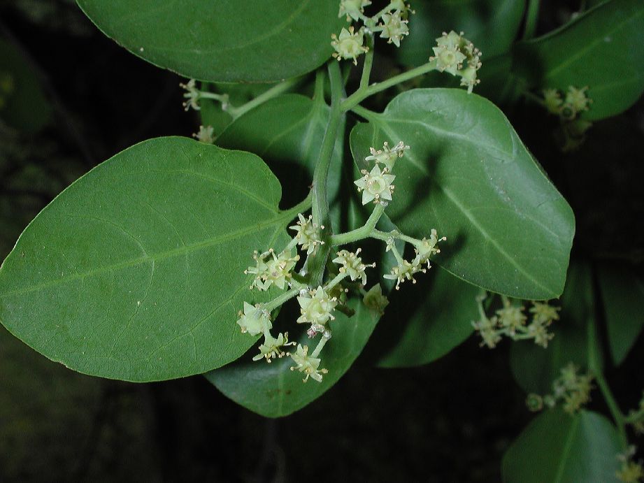 Rhamnaceae Ziziphus pedunculata