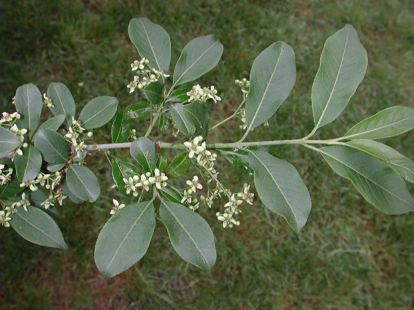 Celastraceae Euonymus hamiltonianus